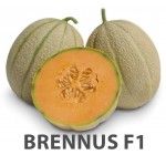 brennus_f1.jpg