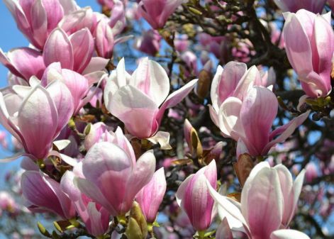 magnolia_liliomfa.jpg