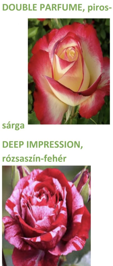 rozsa_double_parfume_deep_impression.jpg